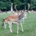 Tiere Mecklenburgische Seenplatte SAM_3954 Kopie